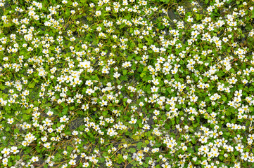 Water Lily Blossoming: Aerial View of a Stream Covered in Flowers.
