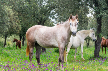 Majesty in the Herd: Profile of a Horse Gazing at the Camera Among the Oak Trees.