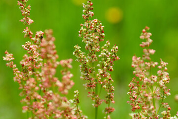 close up of a flower