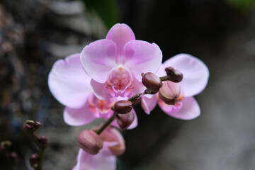 Close-up view of an orchid flower in one of the parks in Taipei Taiwan.