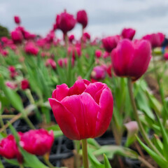 Dark pink double early  tulips in Zhongshe Flower Farm in Taichung City, Taiwan.