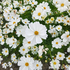 Fototapeta premium White garden cosmos in Zhongshe Flower Market, Taichung Taiwan.