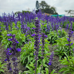 English lavender in Zhongshe Flower Market, Taichung Taiwan.