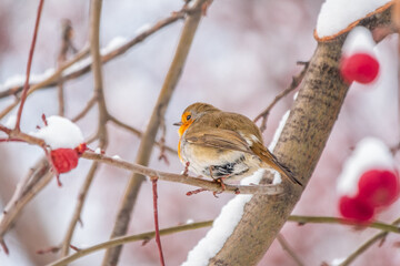 Cute bird the European Robin, Erithacus rubecula. sitting on the tree branch in winter.