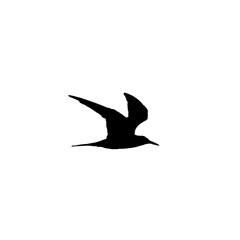 Flying bird silhouette