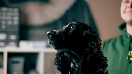 close-up in a veterinary clinic portrait of a black spaniel the doctor strokes the dog