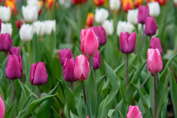 White and pink tulips in Zhongshe Flower Farm in Taichung City, Taiwan.