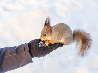 Squirrel eats nuts from a man's hand. Caring for animals in winter or autumn.