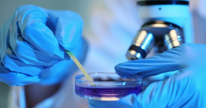 Scientist conducts chemical experiment with liquid in Petri dish with a strip of litmus paper