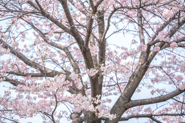 満開の桜