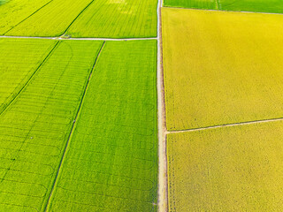 Aerial view of green and yellow rice fields. Sustainable agriculture with carbon neutrality and natural patterns. Sustainable rice farming. Sustainable agriculture and carbon-neutral farming.