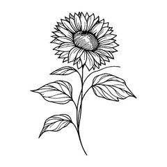 a line art sun flower