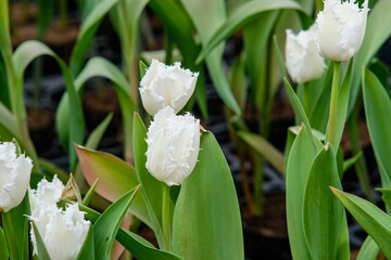 White fringed tulips in Zhongshe Flower Farm in Taichung City, Taiwan.