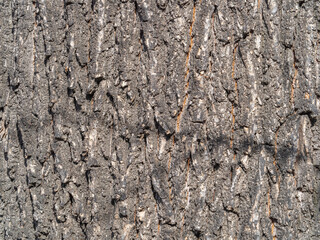 Texture of the bark of old maple tree