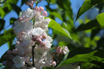 lilac flowers in a sunny day, blossom in spring, pink and white lilac flowers