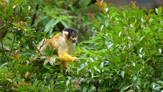 black-capped squirrel monkey in the zoo
