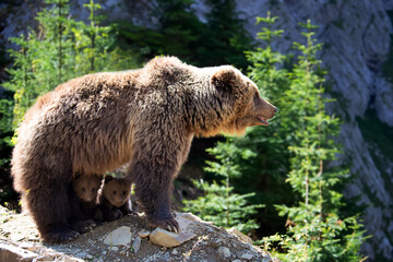 She-bear and two bear cubs in the summer forest on hill