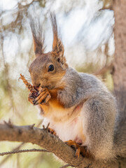The squirrel with nut sits on a branches in the spring or summer.