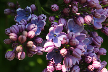 beautiful lilac flowers on blurred background, spring concept, flowers in spring