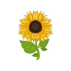 colorful sunflower vector