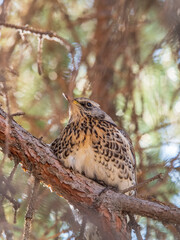 Fieldbird sits on a branch in spring with a blurred background.