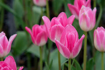 White and pink tulips in Zhongshe Flower Farm in Taichung City, Taiwan.