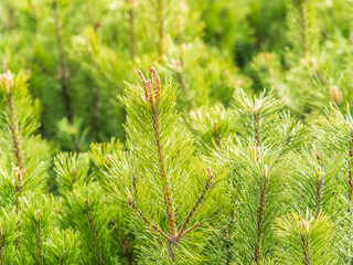 Green small pine trees with fresh shoots in spring or summer