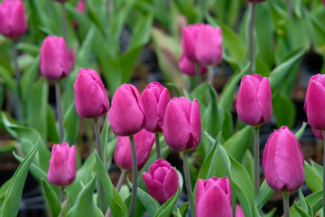 Fototapeta premium Pink tulips in Zhongshe Flower Market, Taichung Taiwan.