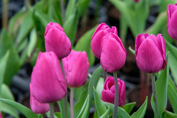 Pink tulips in Zhongshe Flower Market, Taichung Taiwan.