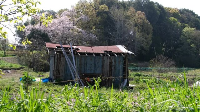 桜とホトケノザ