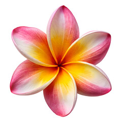 plumeria flower