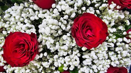 red rose flower with gypsophila background, close up