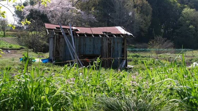 桜と小屋