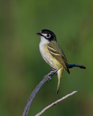 Black-capped Vireo