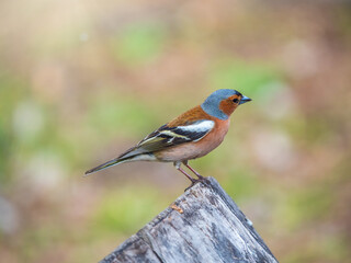 Common chaffinch, Fringilla coelebs, sits on a tree. Common chaffinch in wildlife.