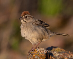 Rufous Crowned Sparrow