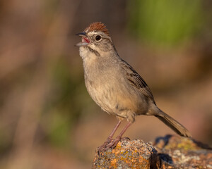 Rufous Crowned Sparrow