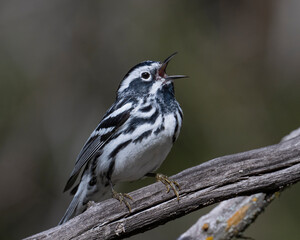 Black and White Warbler