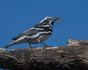 Black and White Warbler