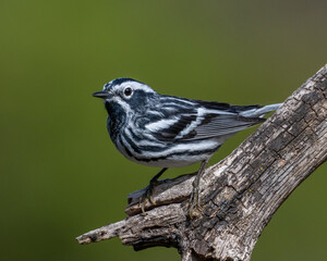 Fototapeta premium Black and White Warbler