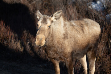Moose cow looking up during golden hour in Denali National Park in Alaska United States