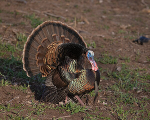 Male Turkey