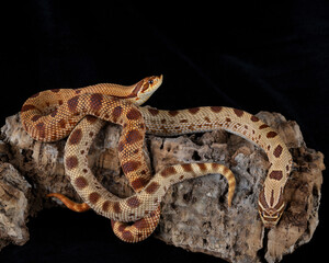Raging Red Western Hognose