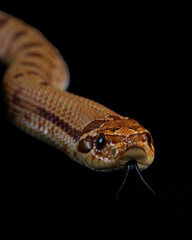 Closeup of Raging Red Western Hognose tongue flick