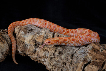 Sunburst Western Hognose