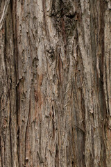 Bark tree Metasequoia glyptostroboides or Dawn Redwood