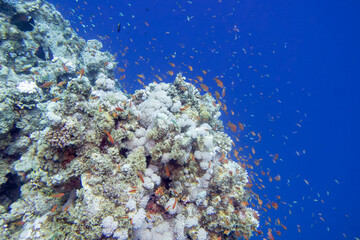 Colorful, picturesque coral reef at the bottom of tropical sea, hard and soft corals, fishes...