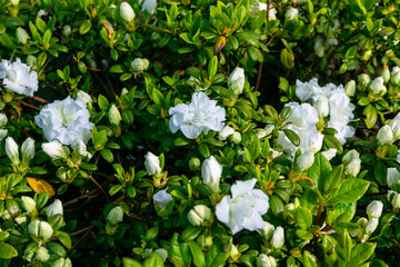 White azalea.