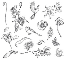 Set of hand drawn vector spring garden flowers and leaves, birds, butterflies in black and white sketch style