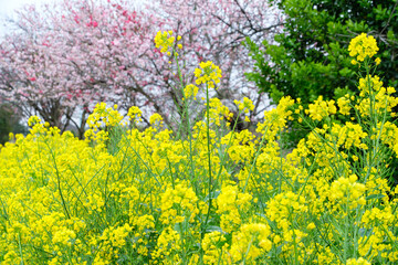 菜の花とハナモモ